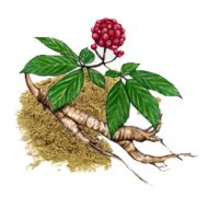 Panax Ginsing Root Extract Ingredient